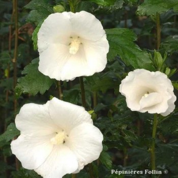 HIBISCUS Syriacus Eleonore