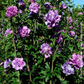 HIBISCUS Syriacus French Cabaret Purple
