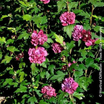 HIBISCUS Syriacus French Cabaret Red
