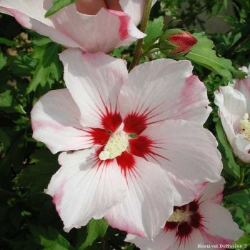 HIBISCUS Syriacus Hamabo