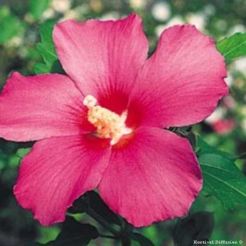 HIBISCUS Syriacus Woodbridge