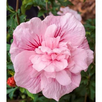 HIBISCUS Syriacus Pink Chiffon