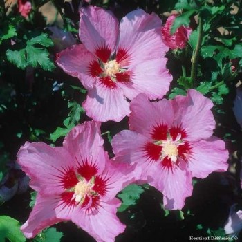 HIBISCUS Syriacus Rosalbane