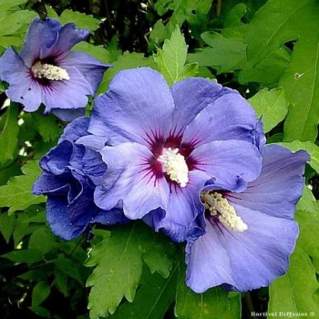 HIBISCUS Syriacus Ultramarine