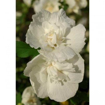HIBISCUS Syriacus White Chiffon