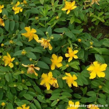 MILLEPERTUIS à grandes fleurs