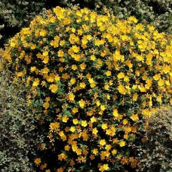 MILLEPERTUIS Hidcote