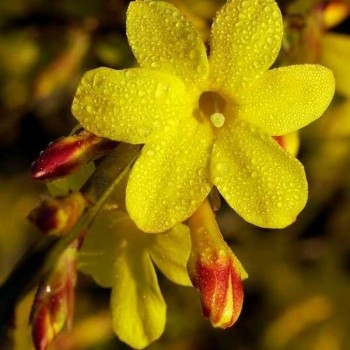 JASMIN d'hiver