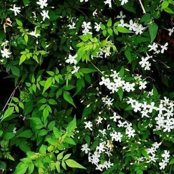 JASMIN Officinale