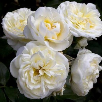 ROSIER Polyantha Lady Romentica ®