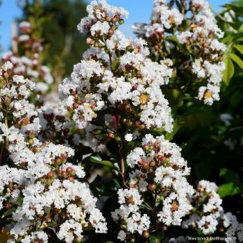 LILAS DES INDES Indica Blanc