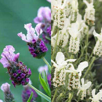 LAVANDE Papillon Variées