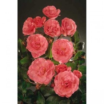 ROSIER Polyantha Les Amoureux Peynet ®