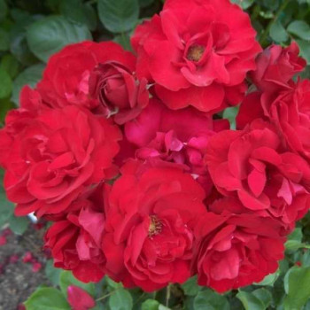 ROSIER Polyantha Lili Marleen ®