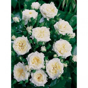 ROSIER Miniature Little White ®