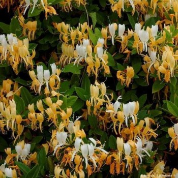 CHEVREFEUILLE Halliana du Japon