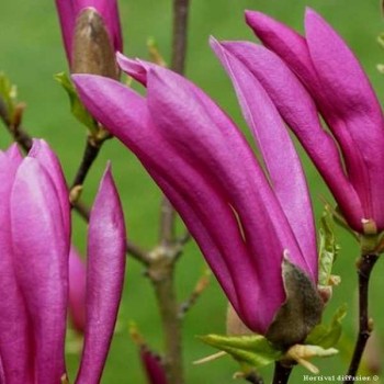 MAGNOLIA Susan