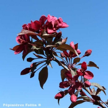 POMMIER  à fleurs Royalty