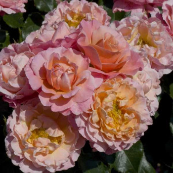 ROSIER Polyantha Marie Curie ®
