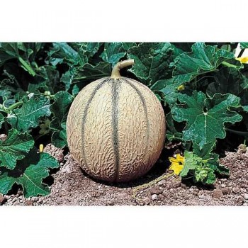 MELON Brodé