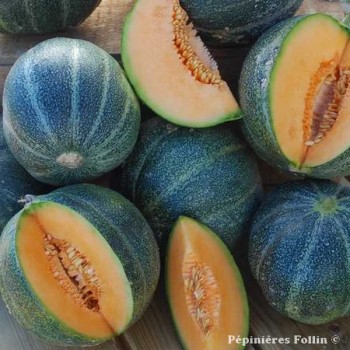 MELON Vert