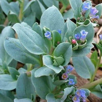PLANTE à huître