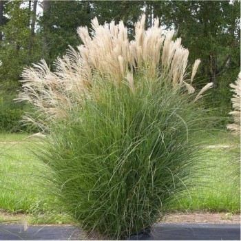ROSEAU de Chine Gracillimus