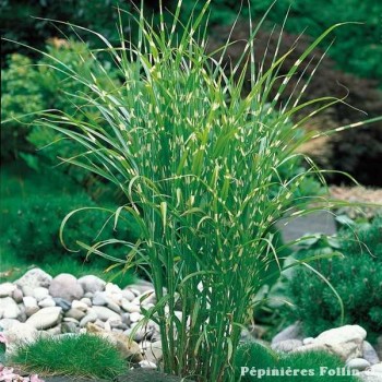 ROSEAU de Chine Zebrinus