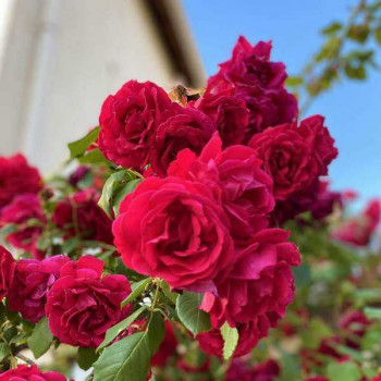 ROSIER Polyantha Mona Lisa ®
