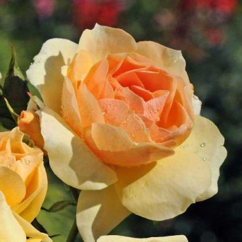 ROSIER Polyantha Mythique ®