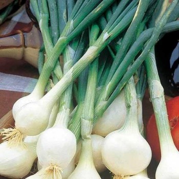 OIGNONS Blanc