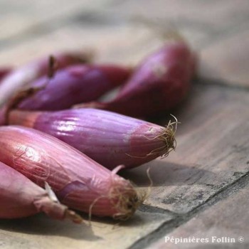 OIGNONS d'été de Simiane