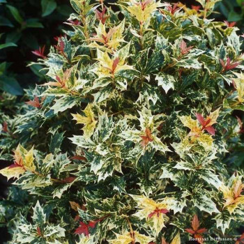OSMANTHE à feuilles de Houx Tricolore