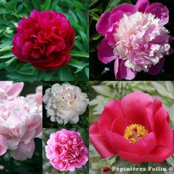 PIVOINE Herbacée variées