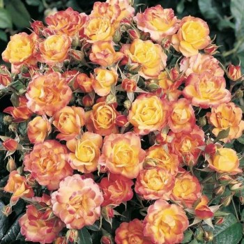 ROSIER Miniature Palatino ®