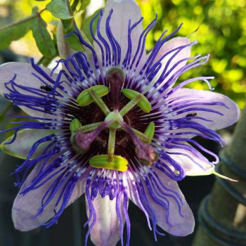 PASSIFLORE