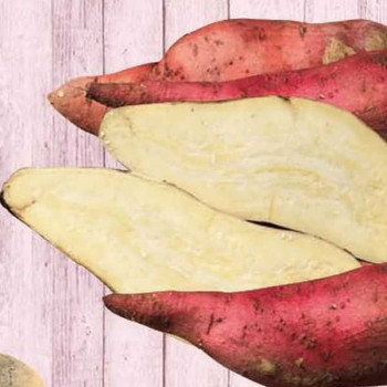 PATATE Douce Blanche