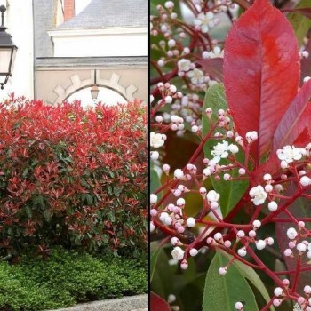 PHOTINIA