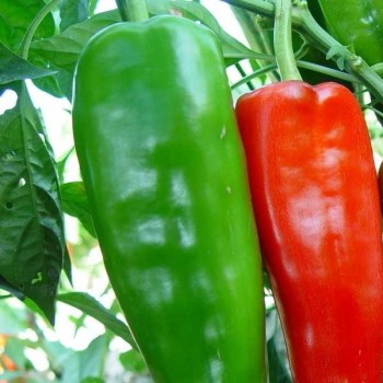 POIVRON Piment de Cayenne