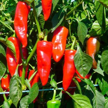 POIVRON Piment Basque