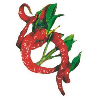 POIVRON long (piment doux) Sumher