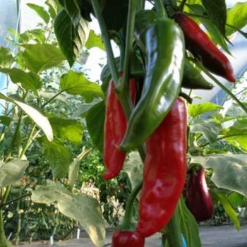 POIVRON Piment sucette de Provence