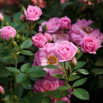 ROSIER Miniature Pink Symphonie ®