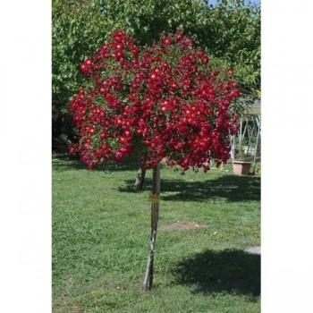 ROSIER Tige Pleureur Scarlet Meillandecor ®