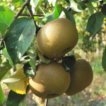 POMMIER Reinette Grise du Canada