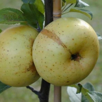 POMMIER Reinette du Mans