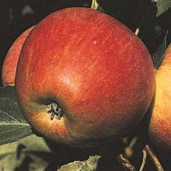 POMMIER Royal Gala
