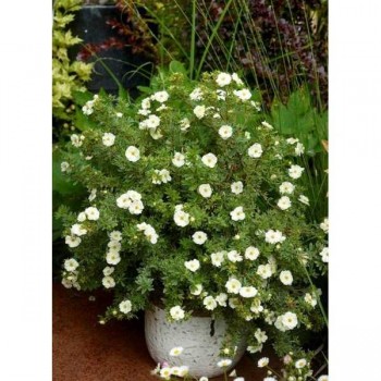 POTENTILLE Double Cream ®