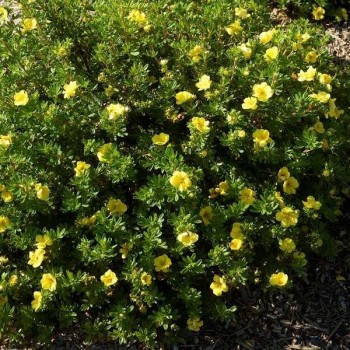 POTENTILLE Double Gold ®