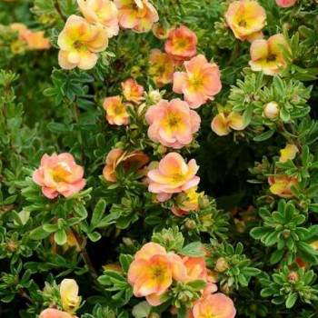 POTENTILLE Double Peach ®
